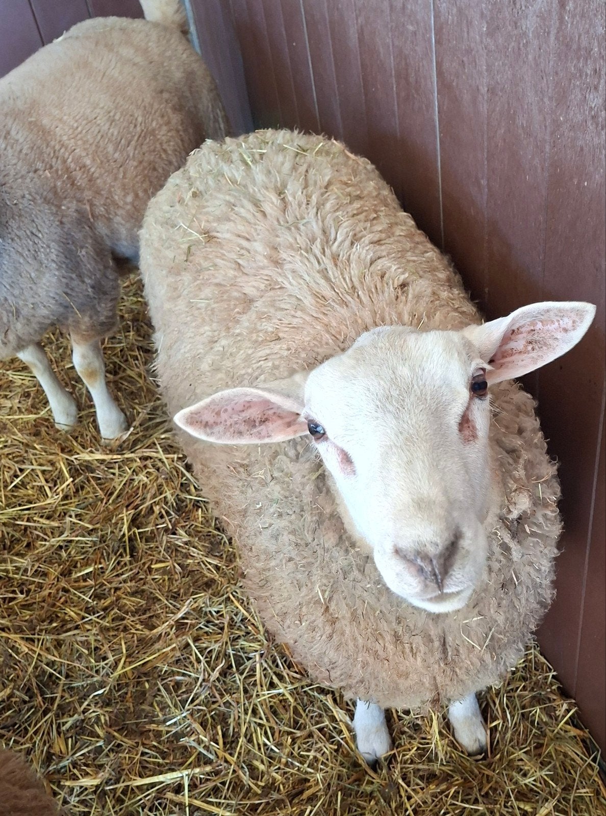 schapen
