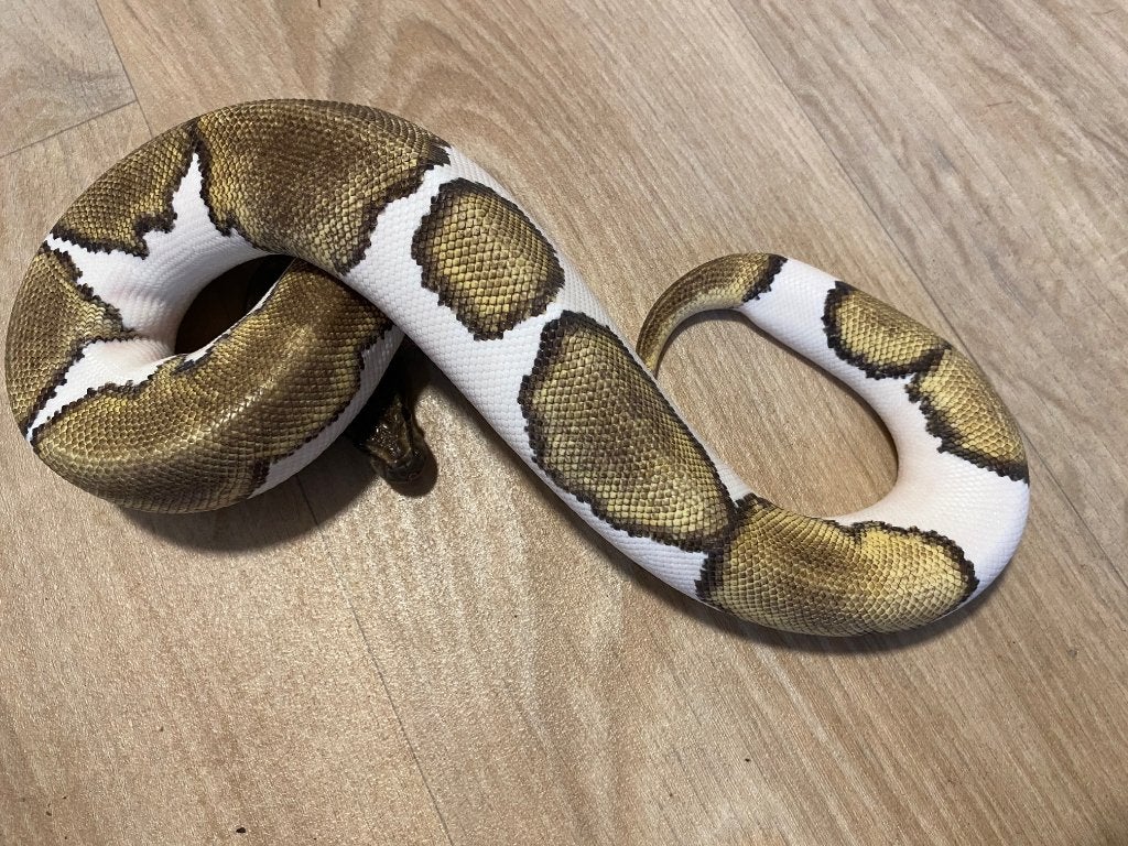 Python regius koningspythons volwassen kweekdieren!, Serpent