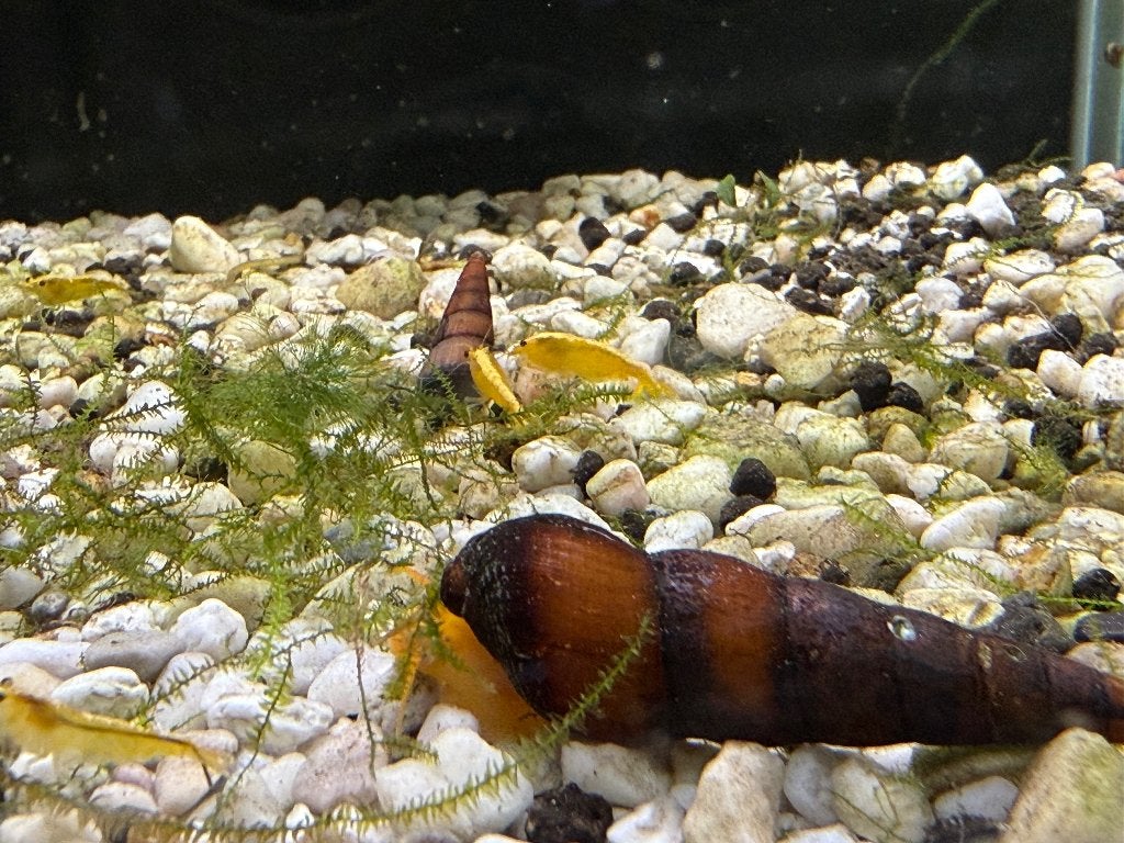 Laatste 8 Neocaridina garnalen, Dieren en Toebehoren, Vissen | Aquariumvissen, Kreeft, Krab of Garnaal, Zoetwatervis