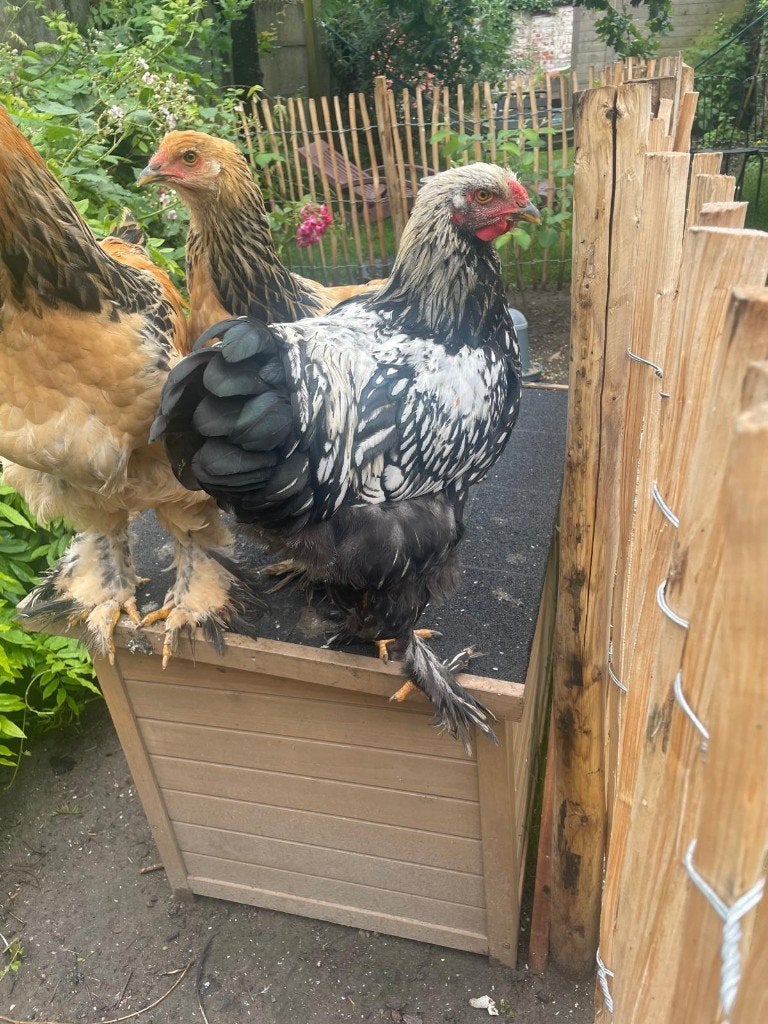 Gratis zwarte Brahma haan, Dieren en Toebehoren, Mannelijk, Kip