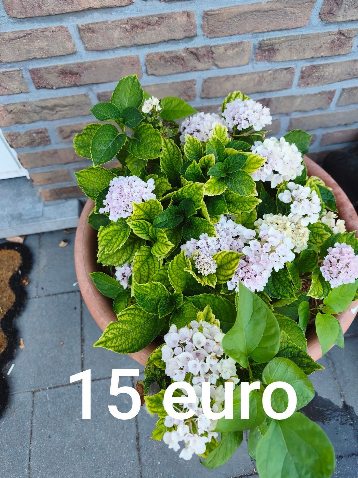 hortensia, Ophalen