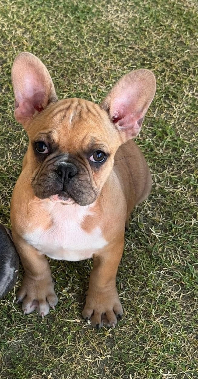 franse bulldog pups,fawn, Animaux & Accessoires, Chiens | Bouledogues, Pinschers & Molossoïdes, Maladie de Carré (chiens), Chienne