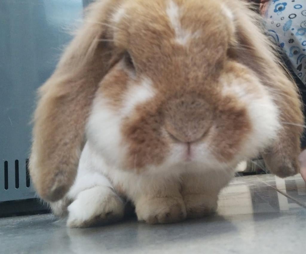 Tamme en lieve konijntje te koop, Mâle, Taille moyenne, Oreilles tombantes, 6 à 8 ans