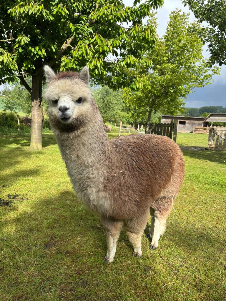 Étalon en alpaga gris rose âgé de 1 an - OTK Price, Animaux & Accessoires, Animaux Autre, Mâle, Mai