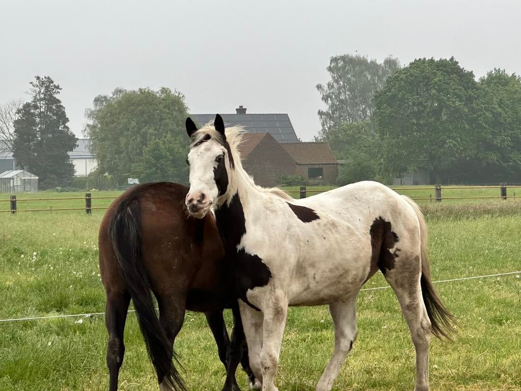 Jonge ruin (2 jaar), Dieren en Toebehoren, Paarden, Ruin, Springpaard, 0 tot 2 jaar
