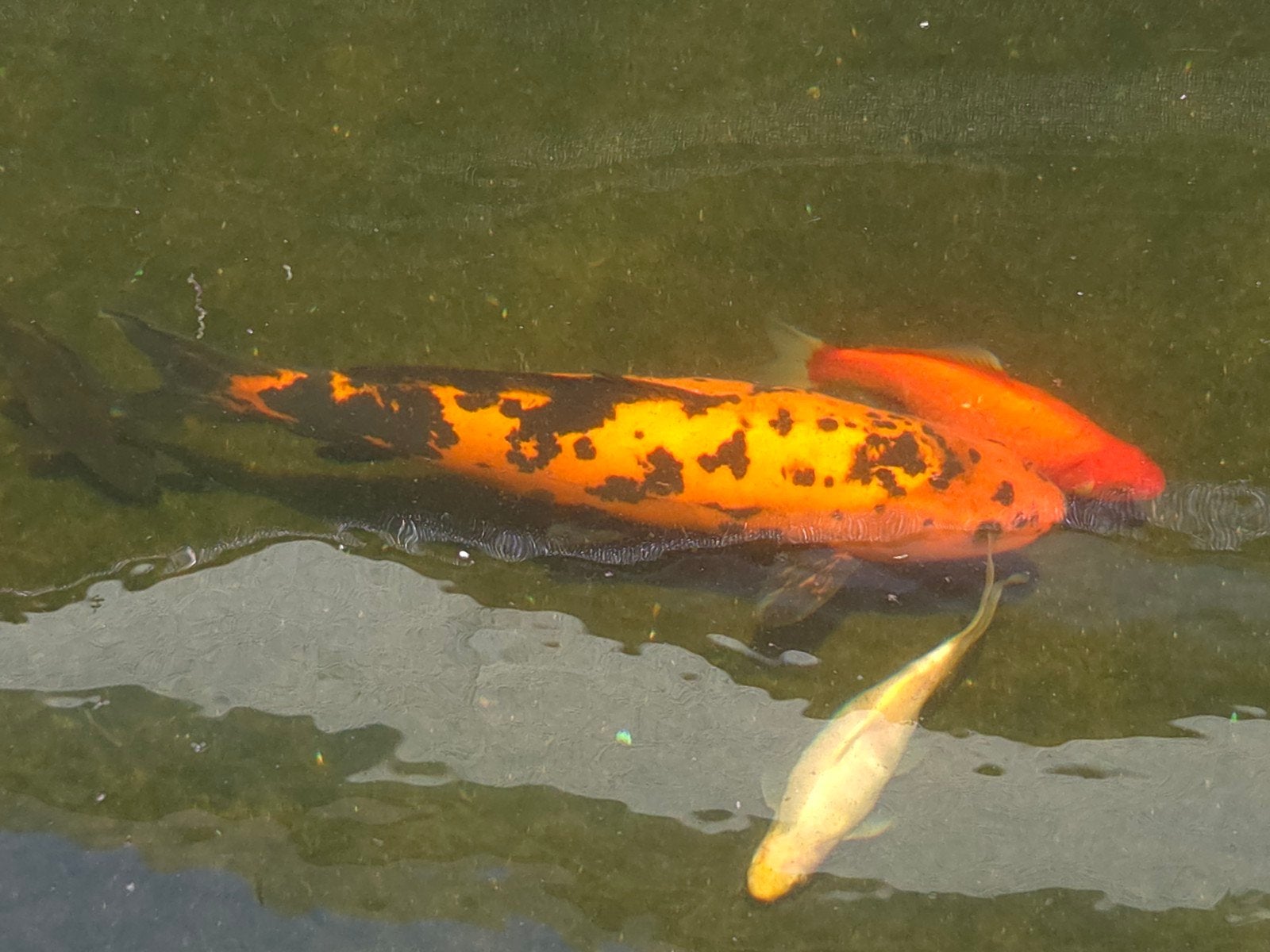 Koi israel +/- 40cm