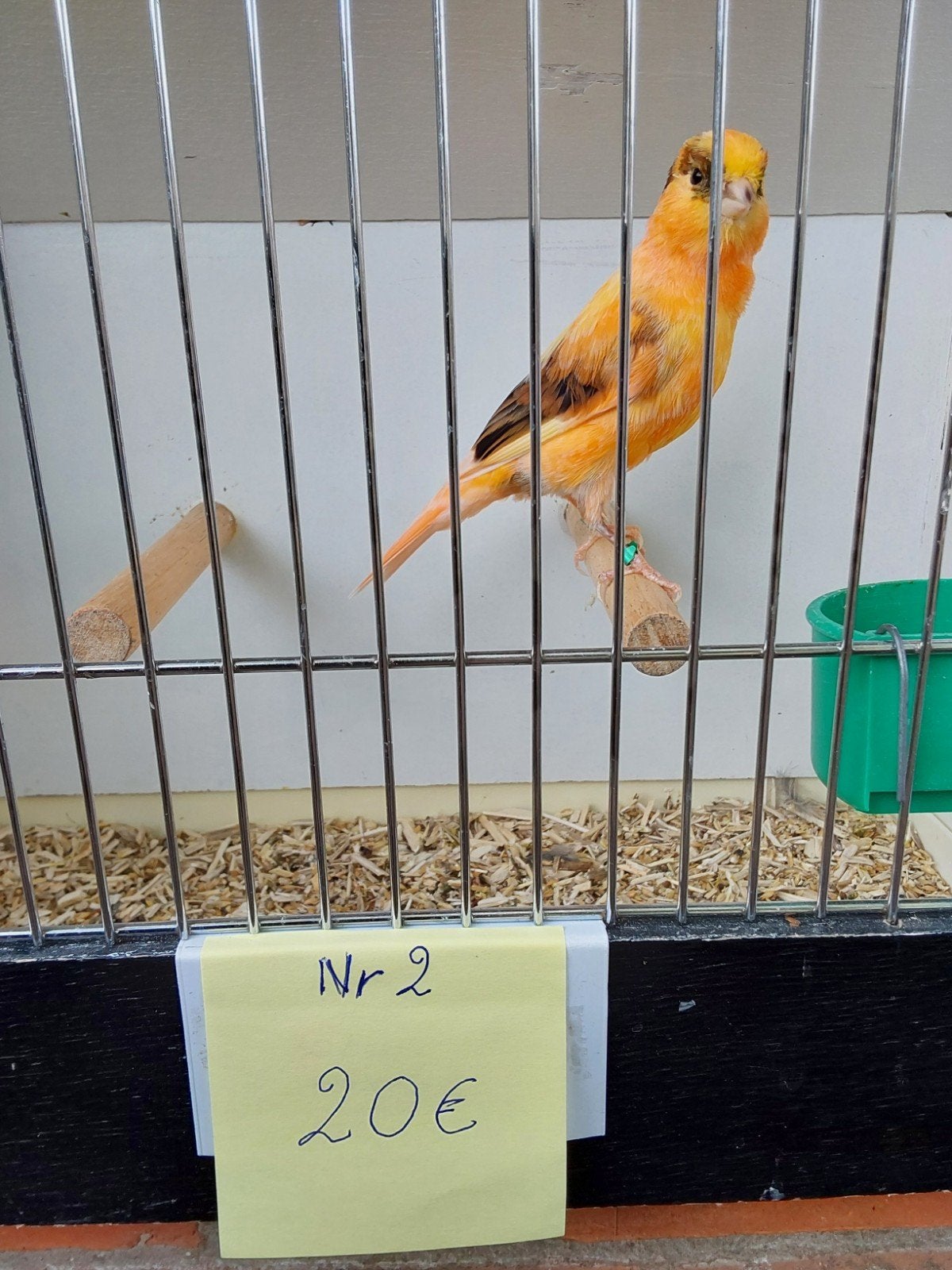 Kanarie, Dieren en Toebehoren