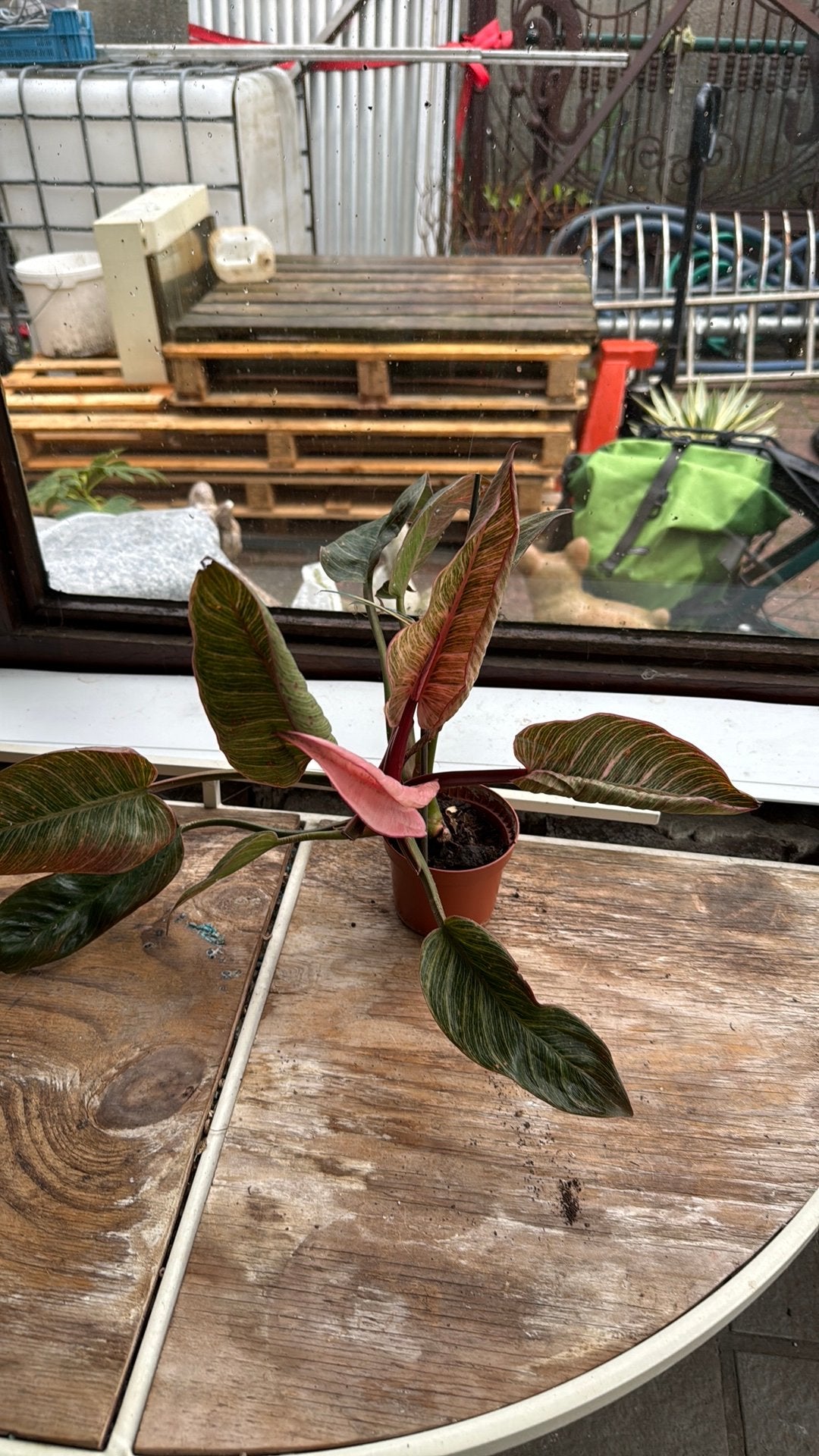 Philodendron 'Pink Birkin', Maison & Meubles, Plantes d'intérieur, Enlèvement