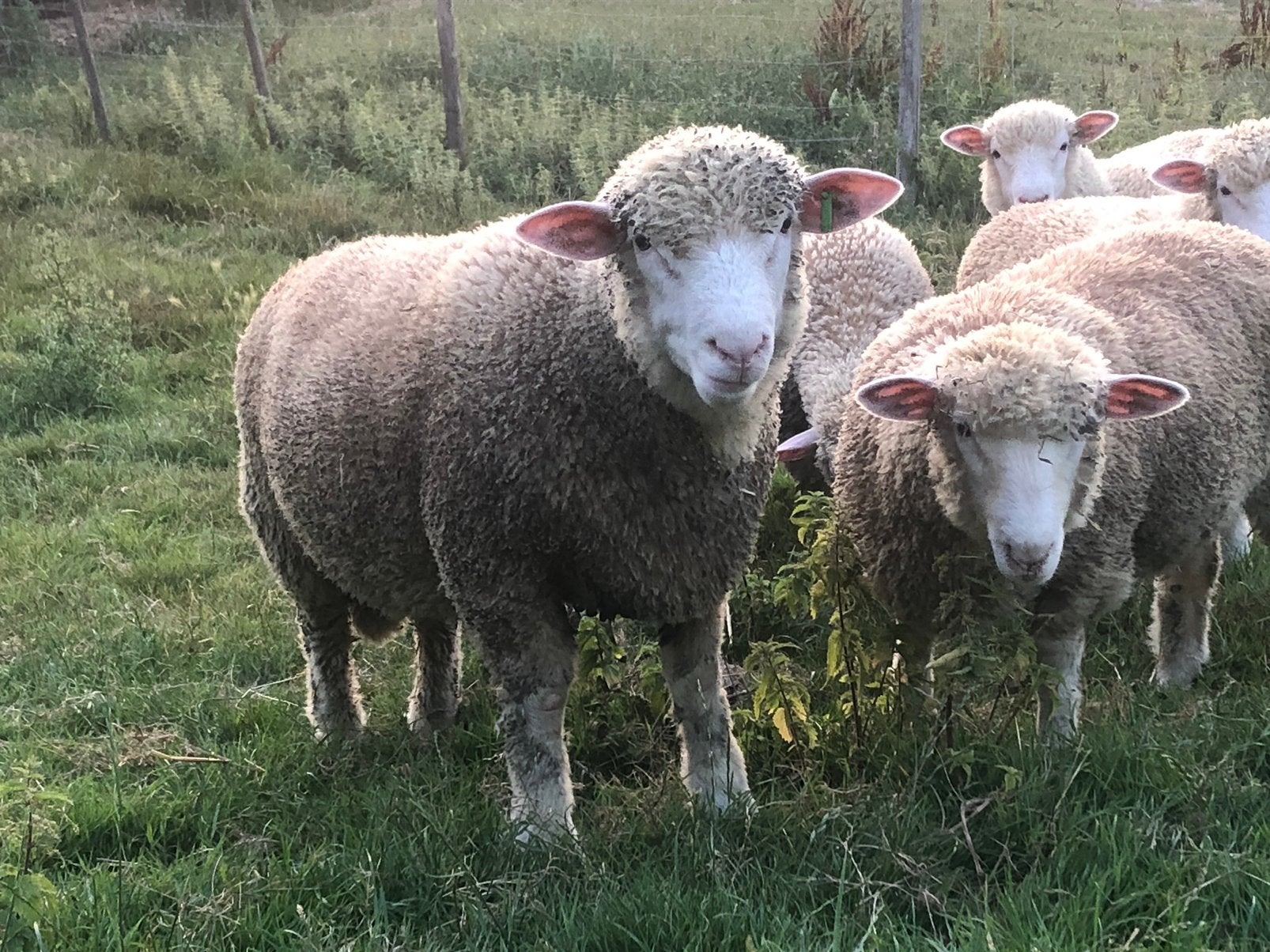 Poll dorset, Dieren en Toebehoren, Mannelijk, Schaap, 0 tot 2 jaar