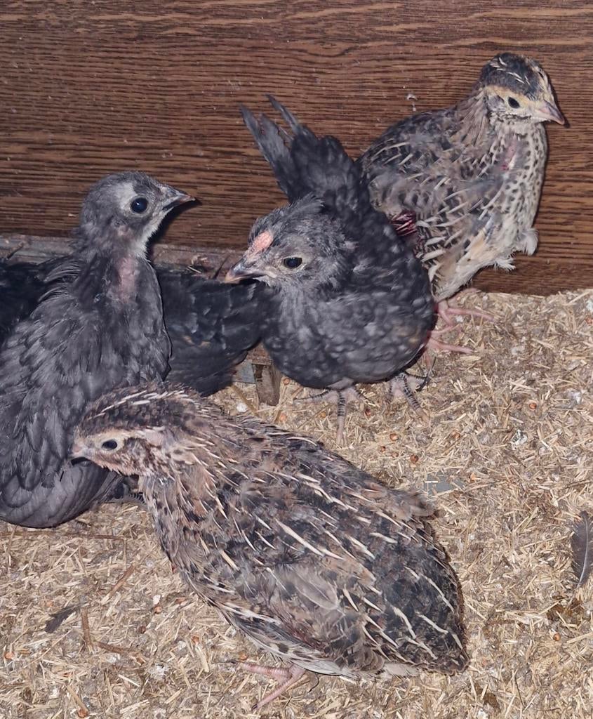 Japanse kwartels, Dieren en Toebehoren