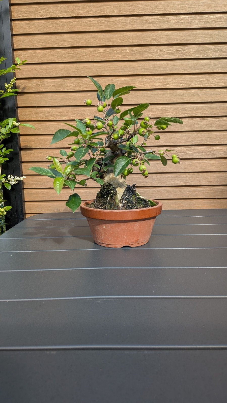 Bonsai appel, Tuin en Terras, Ophalen