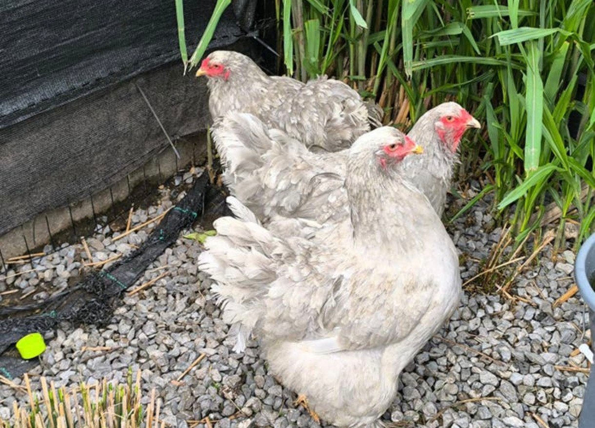 Brahma groothoender verschillende kleurslagen, Dieren en Toebehoren