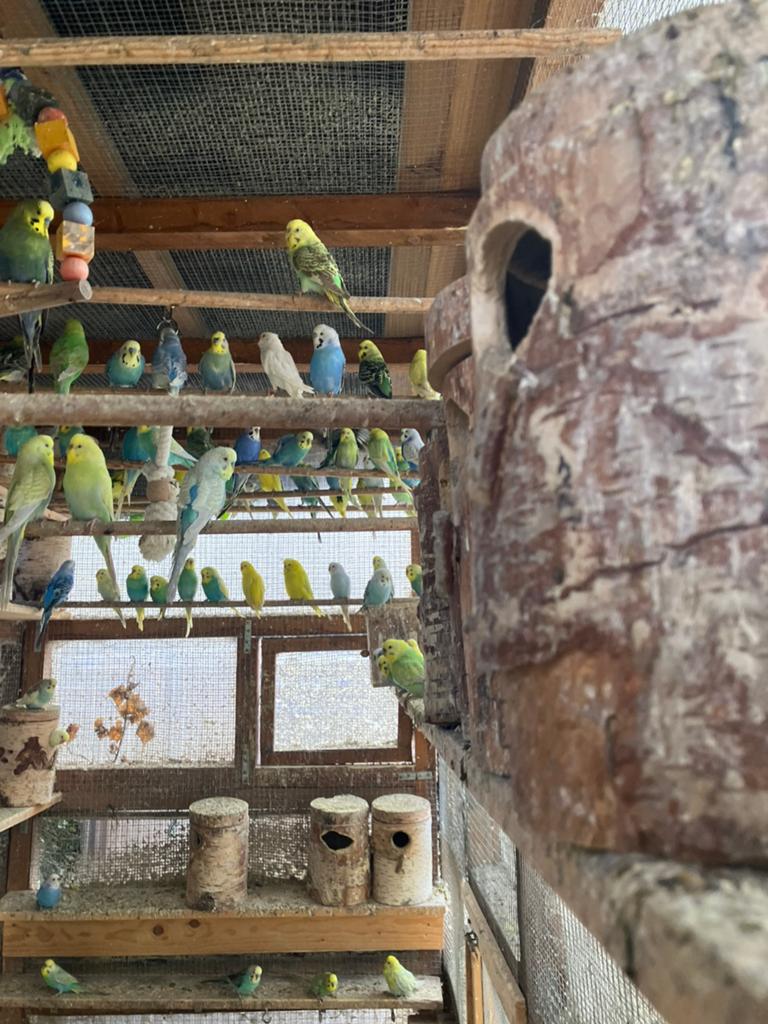 JONGE KWEEKKOPPELS GRASPARKIETEN VANAF 20 EURO/KOPPEL, Plusieurs animaux, Perruche