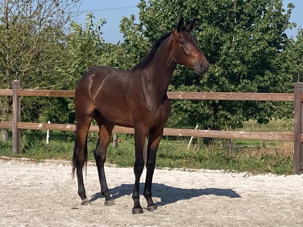 Ruin 2 jaar (Qerly Chin lijn), Hongre, Avec pedigree, 160 à 165 cm, 0 à 2 ans