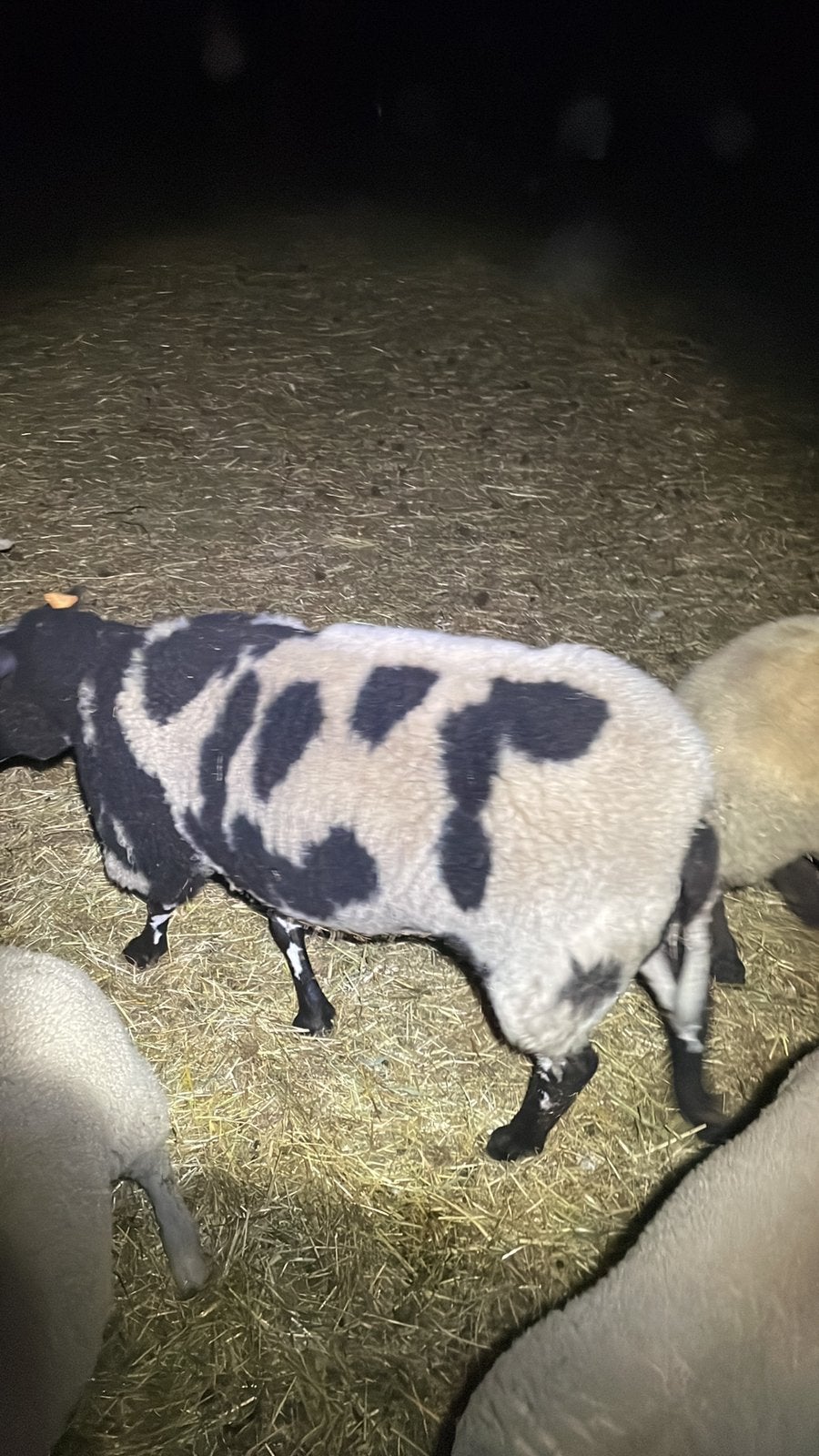 Bonte schaap, Dieren en Toebehoren, Amfibie, Tam, 0 tot 2 jaar