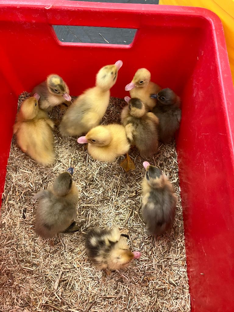 canetons, Sexe inconnu, Canard