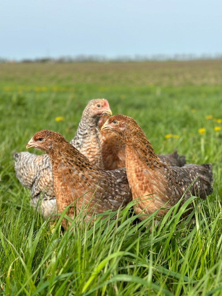 Jonge tamme Bielefelder kippen gesekst en ingeënt, Dieren en Toebehoren, Vrouwelijk, Kip