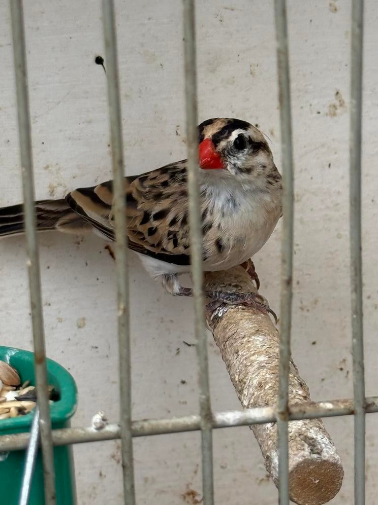 DOMINICANER WIDA POPJE NIEUWE PRIJS 100€, Dieren en Toebehoren