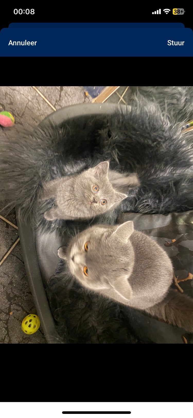 Britse kortharigen kittens, Plusieurs animaux, Avec puce électronique, 0 à 2 ans