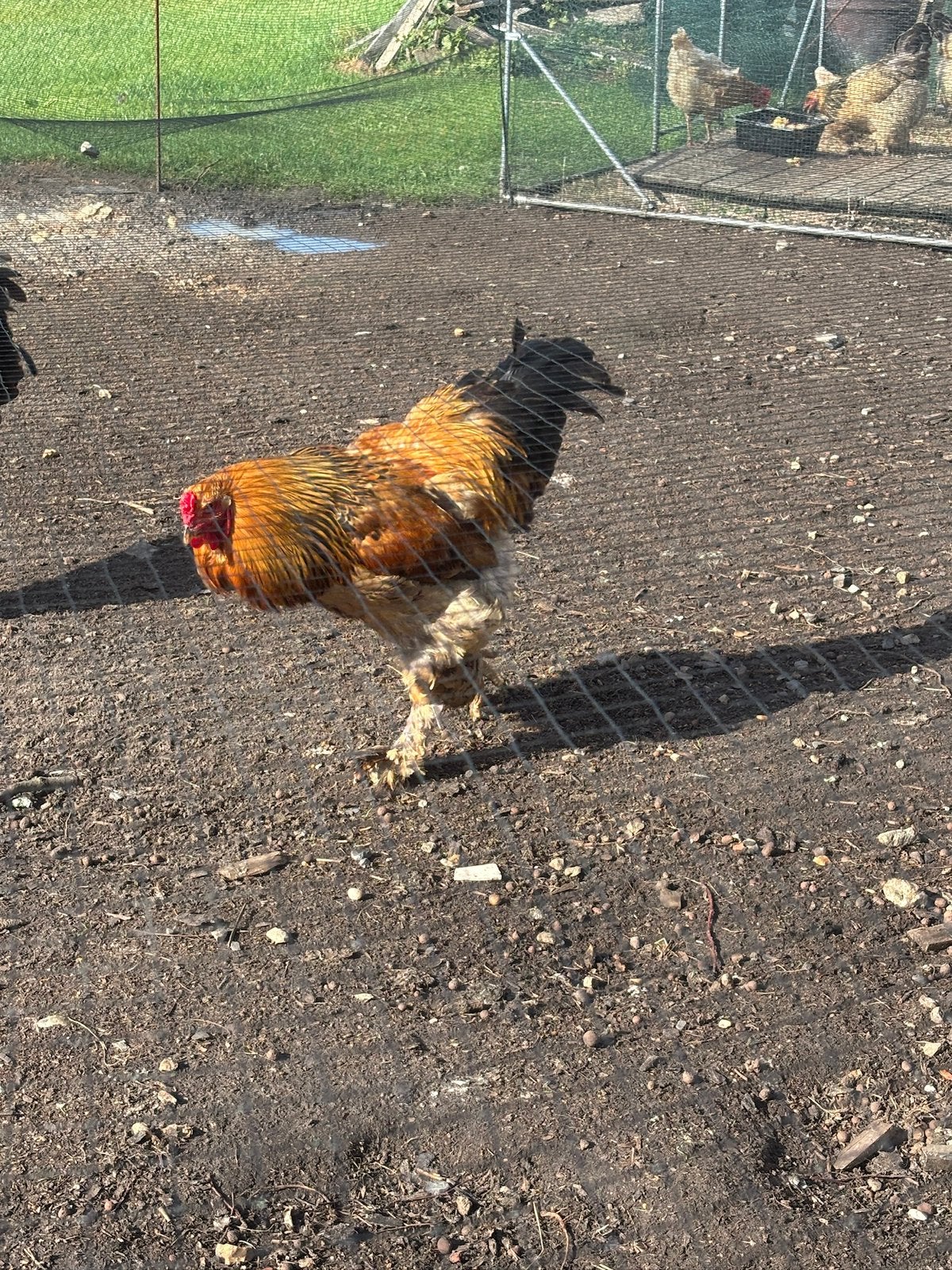 Brahma haan te koop, Dieren en Toebehoren, Mannelijk, Kip