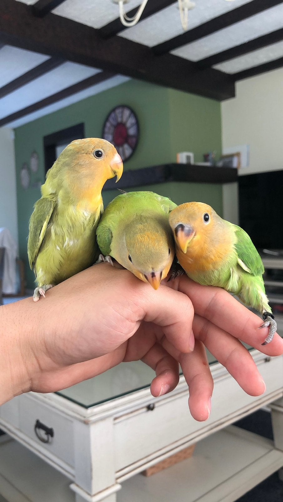 Baby dwergpapegaaien, Geslacht onbekend, Dwergpapegaai of Agapornis, Tam