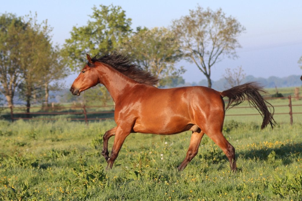 Dominator de 3 ans issu d'une très bonne gamme de sports, Animaux & Accessoires, Chevaux, Hongre, Avec pedigree, 170 à 175 cm