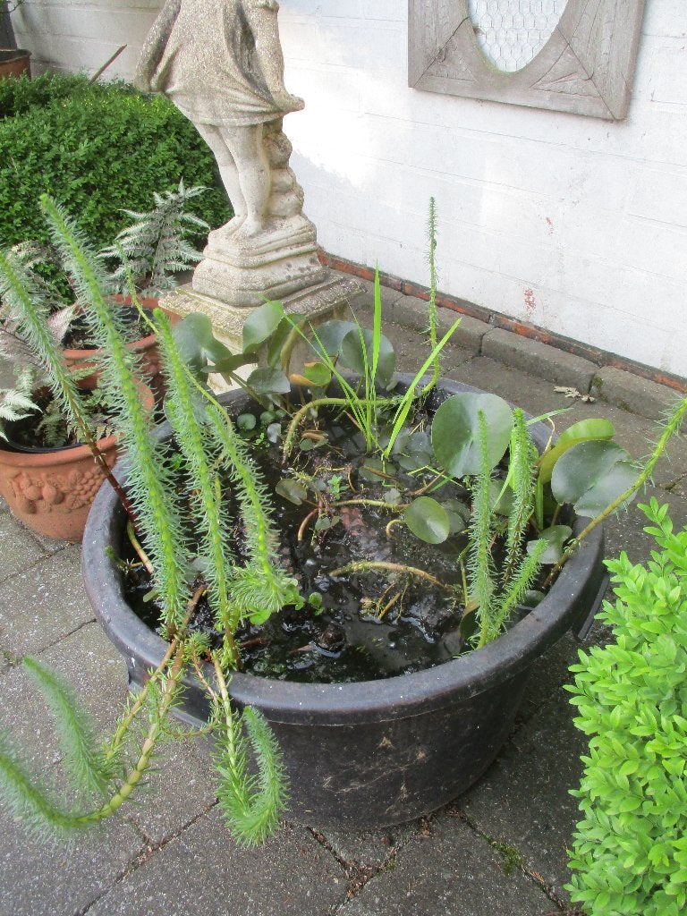 Waterplanten : lelies, japanse iris, lidsteng, Tuin en Terras, Ophalen, Nieuw