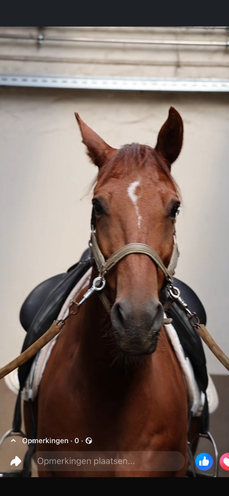 12 jarige lieve, betrouwbare ruin, Dieren en Toebehoren, Paarden, Ruin, Dressuurpaard, 11 jaar of ouder
