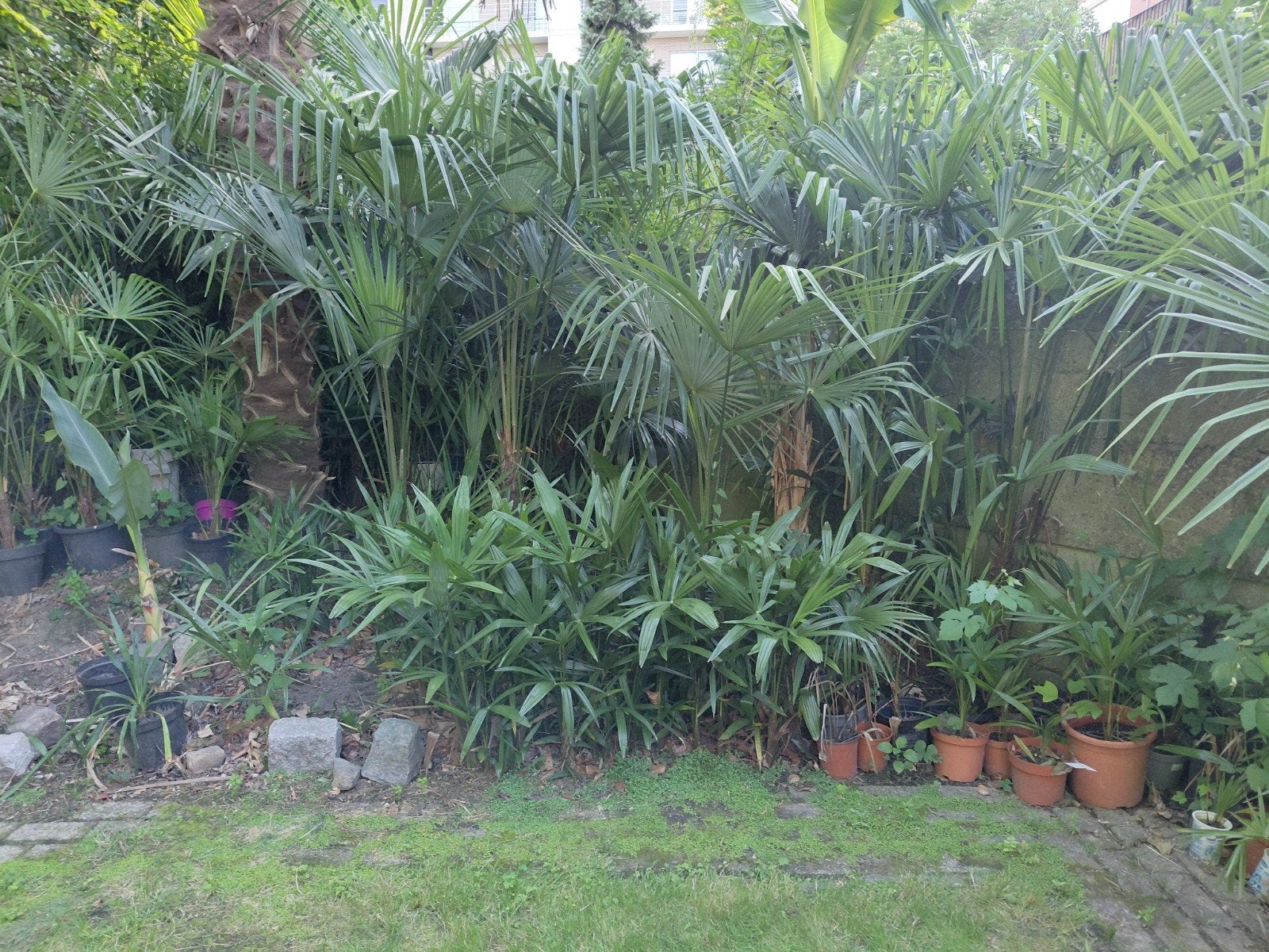 Thrachycarpus fortunei in pot of volle grond, Ophalen