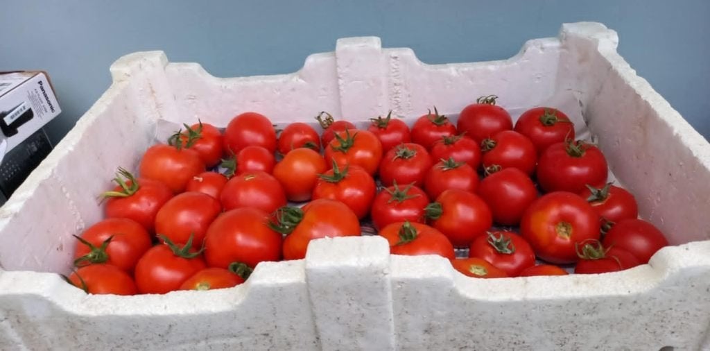 Tomaten te koop   voor soep, Ophalen, Nieuw