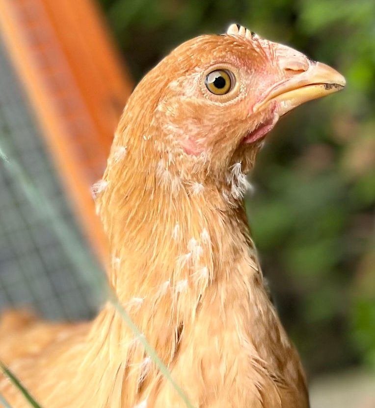 Gratis 2 jonge legkippen te verkrijgen, Femelle, Poule ou poulet