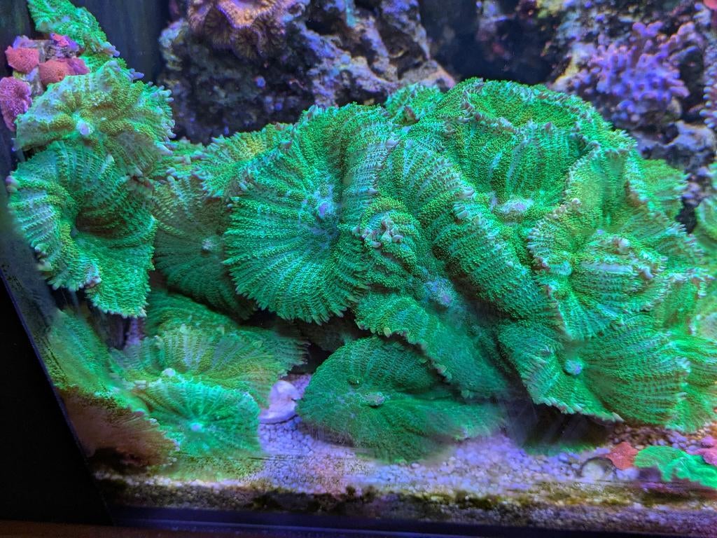 Diverse koralen, Animaux & Accessoires, Poissons | Poissons d'aquarium, Autres types, Poisson de mer