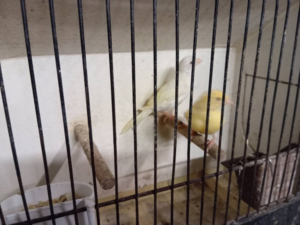 witte kanarie recessief en gele kanarie van 26 (036mbh-c012), Sexe inconnu, Canari de couleur