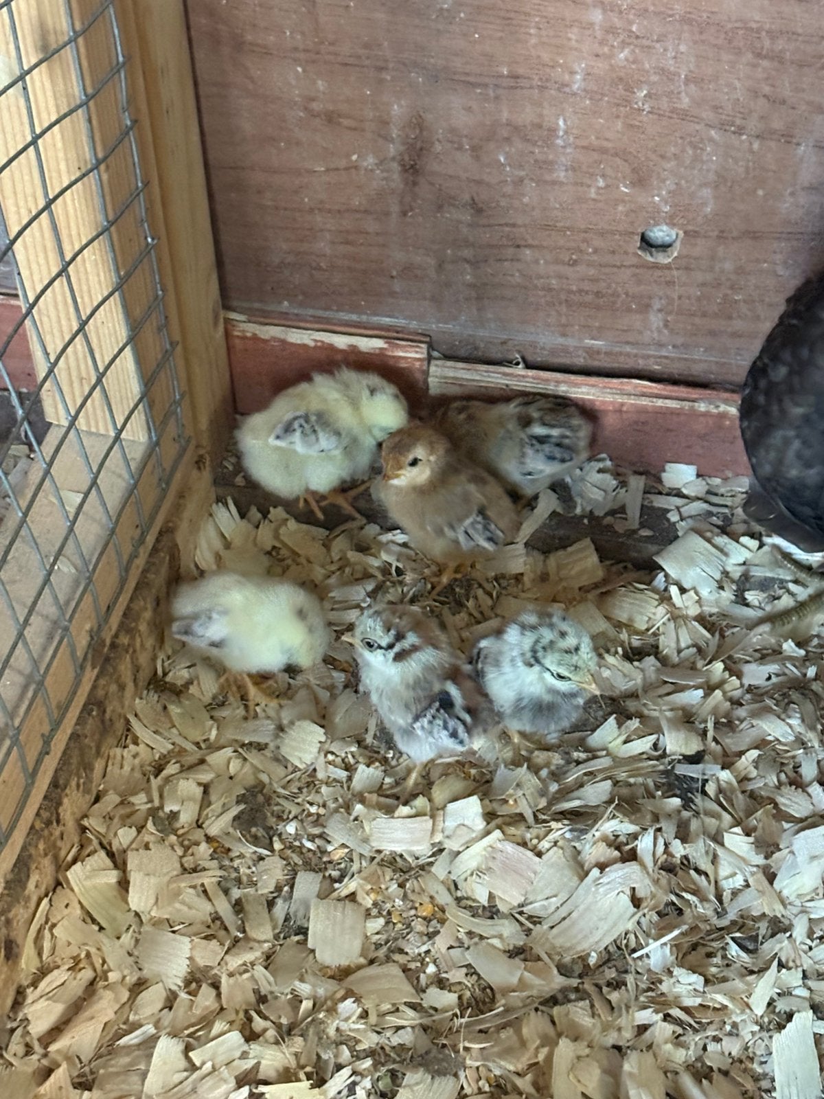 10 serama kuikens, Sexe inconnu, Poule ou poulet
