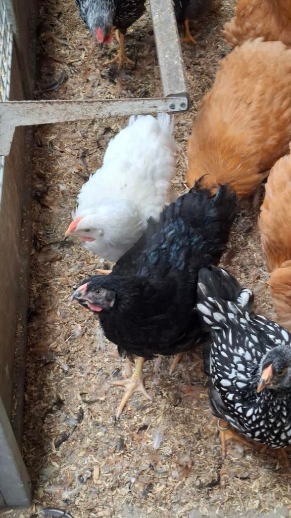 Diverse hanen groothoenders, Animaux & Accessoires, Volatiles