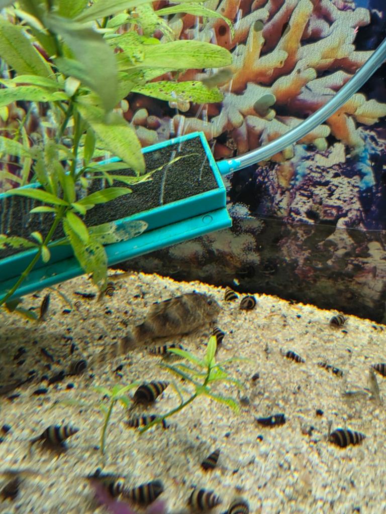 Algeneter gestreept kleine soort, Dieren en Toebehoren