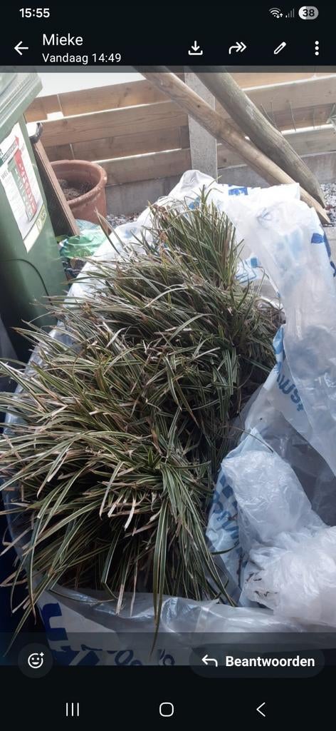 Siergrassen Carex, Jardin & Terrasse, Plantes | Jardin, Enlèvement, Plante fixe, Graminées ornementales