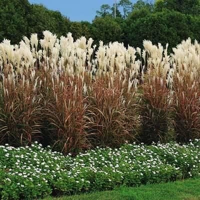 Miscanthus Purpurascens, Jardin & Terrasse, Plantes | Jardin, Enlèvement