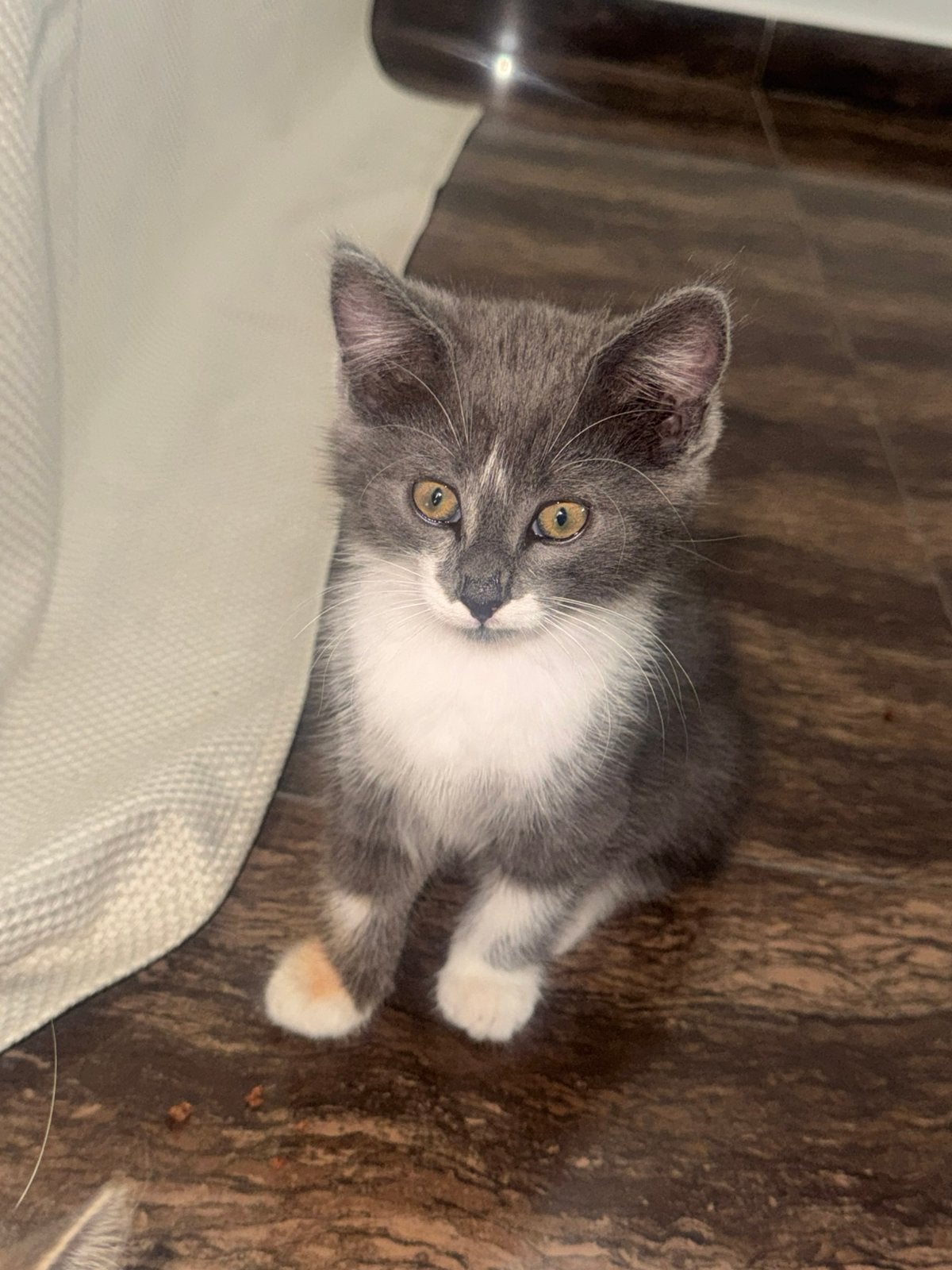 Gratis kittens 2 maanden, Dieren en Toebehoren, Meerdere dieren, Met stamboom, 0 tot 2 jaar