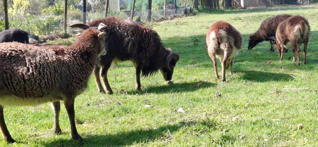Schapen soay