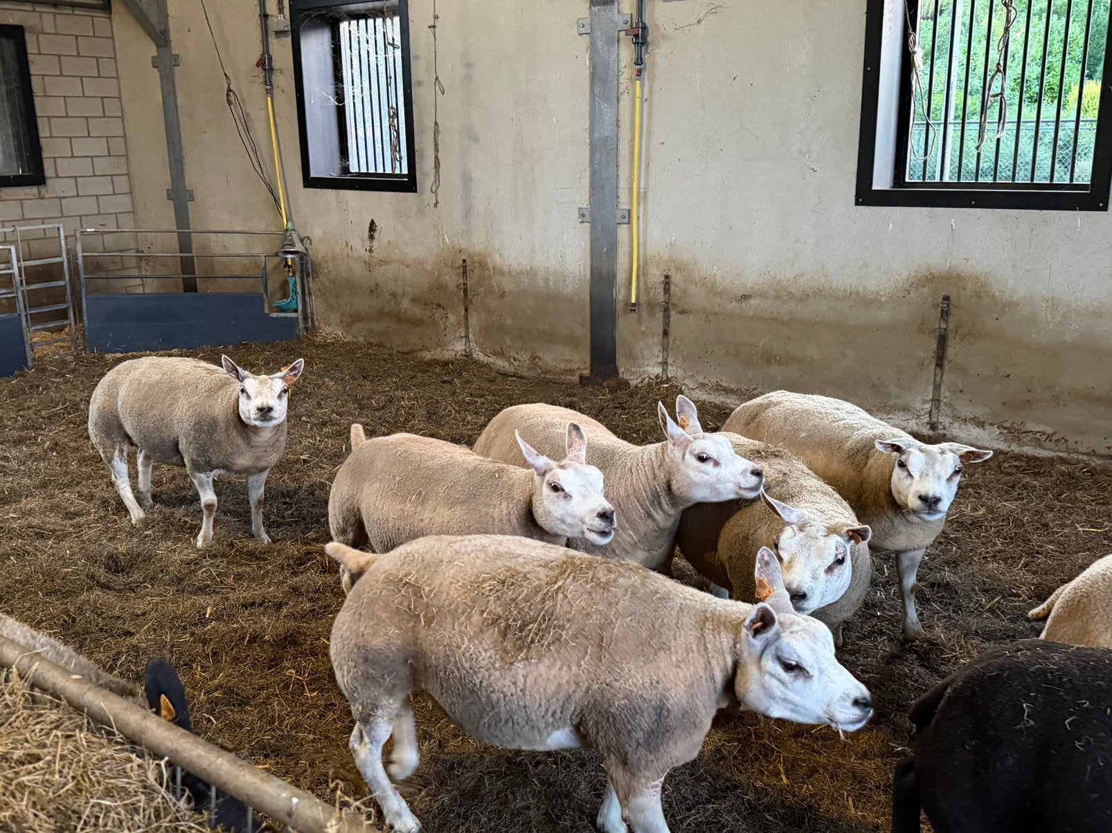 Texel ooien, Dieren en Toebehoren, Schapen, Geiten en Varkens