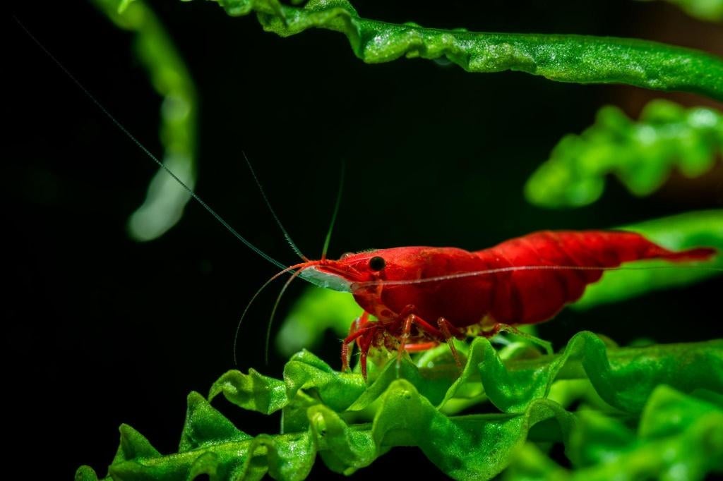 Crevettes - Neocaridina Davidi Red Cherry, Animaux & Accessoires, Poissons | Aquariums & Accessoires, Neuf, Autres types, Enlèvement