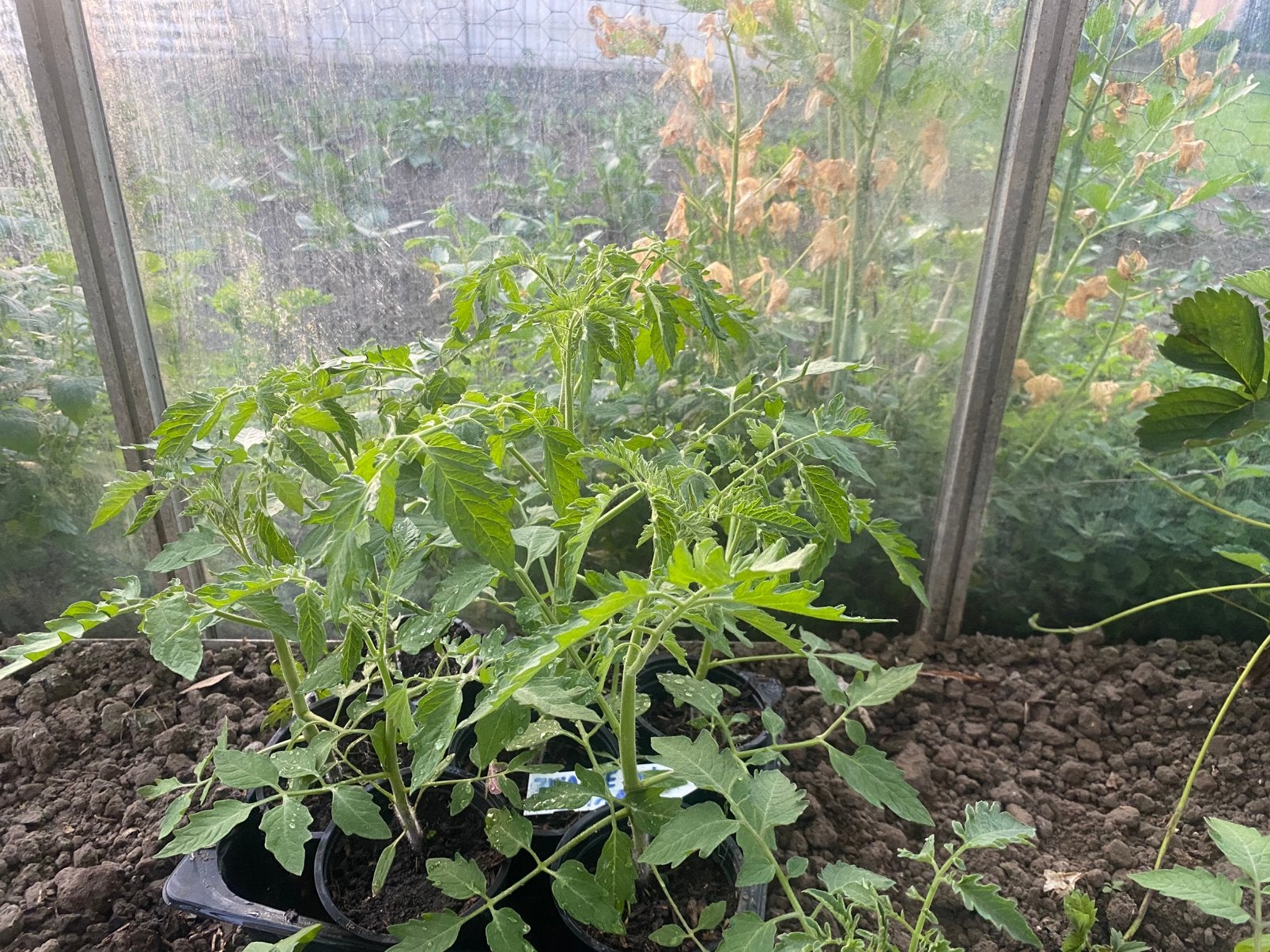 Tomates apéritives, Enlèvement