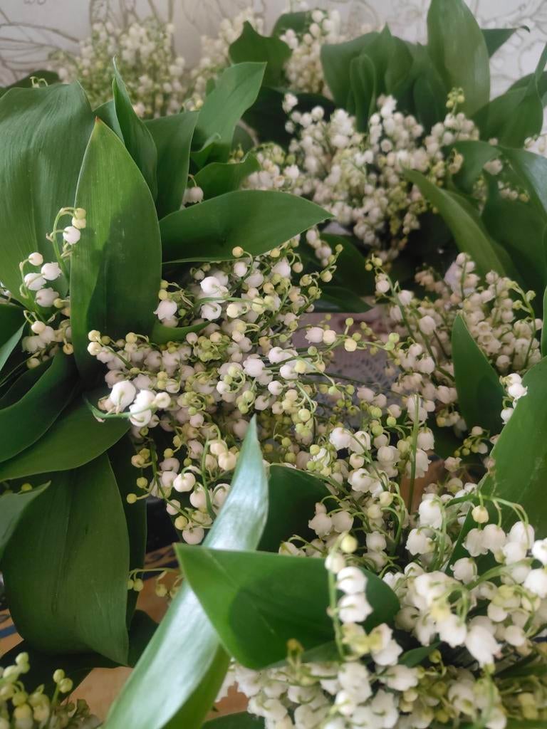 MUGUET FRAIS. IDÉAL REVENDEURS, Divers, Lots de brocante, Enlèvement, Neuf