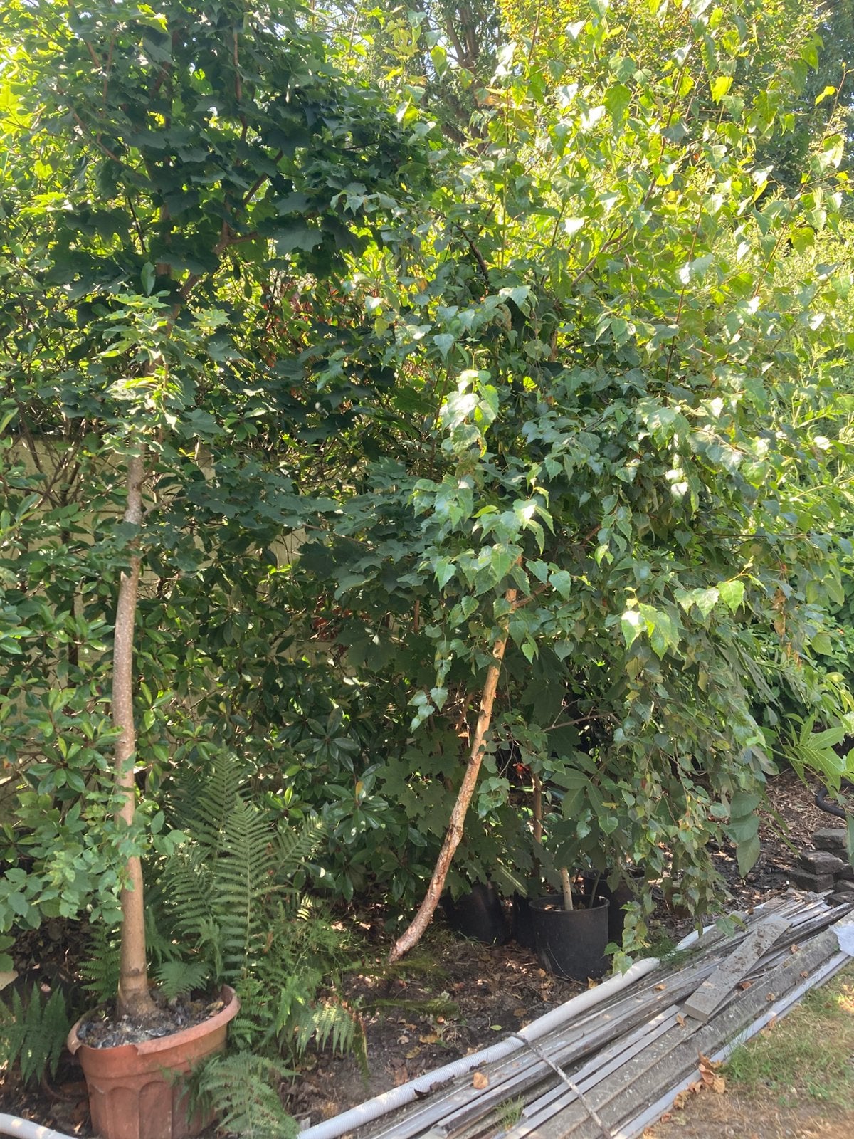 4 arbres peuvent être ramassés gratuitement à Gentbrugge, Jardin & Terrasse, Enlèvement, En pot