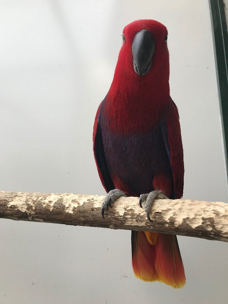 ZELFZAME HALMAHERA EDELPAPEGAAI, Dieren en Toebehoren, Meerdere dieren, Papegaai, Geringd