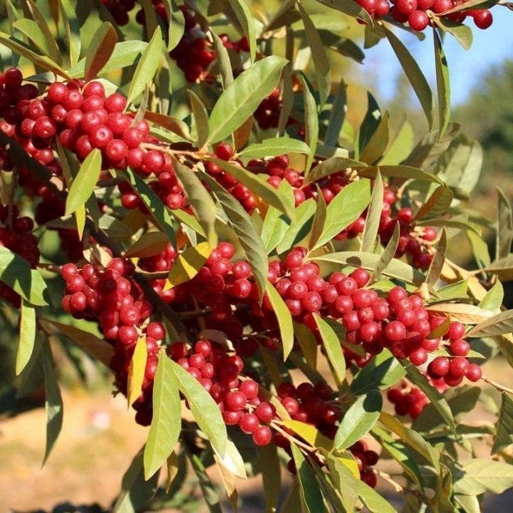 GEZOCHT: elaeagnus umbellata, Tuin en Terras, Ophalen