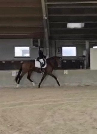 Dressuurpaard, Dieren en Toebehoren, Merrie, Met stamboom, Dressuurpaard, Zadelmak