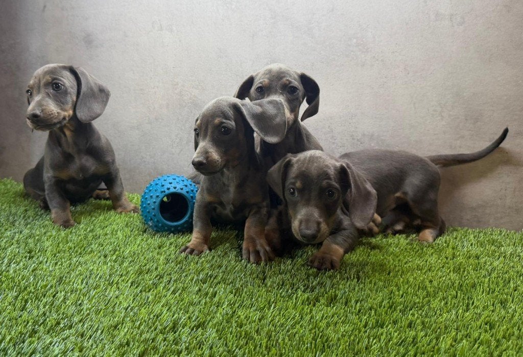 Dwerg Teckel / Dachshund pups, Parvo, België, Fokker | Hobbymatig, 8 tot 15 weken