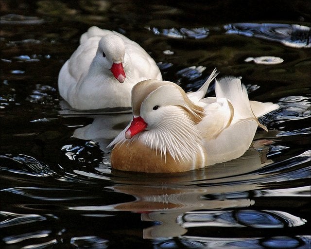 witte mandarijn eend, Plusieurs animaux, Canard